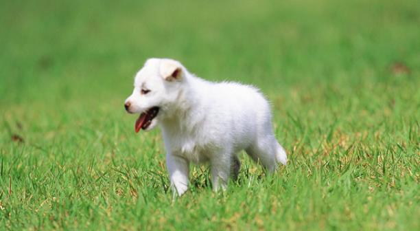 消毒濕巾可以清潔寵物嗎？